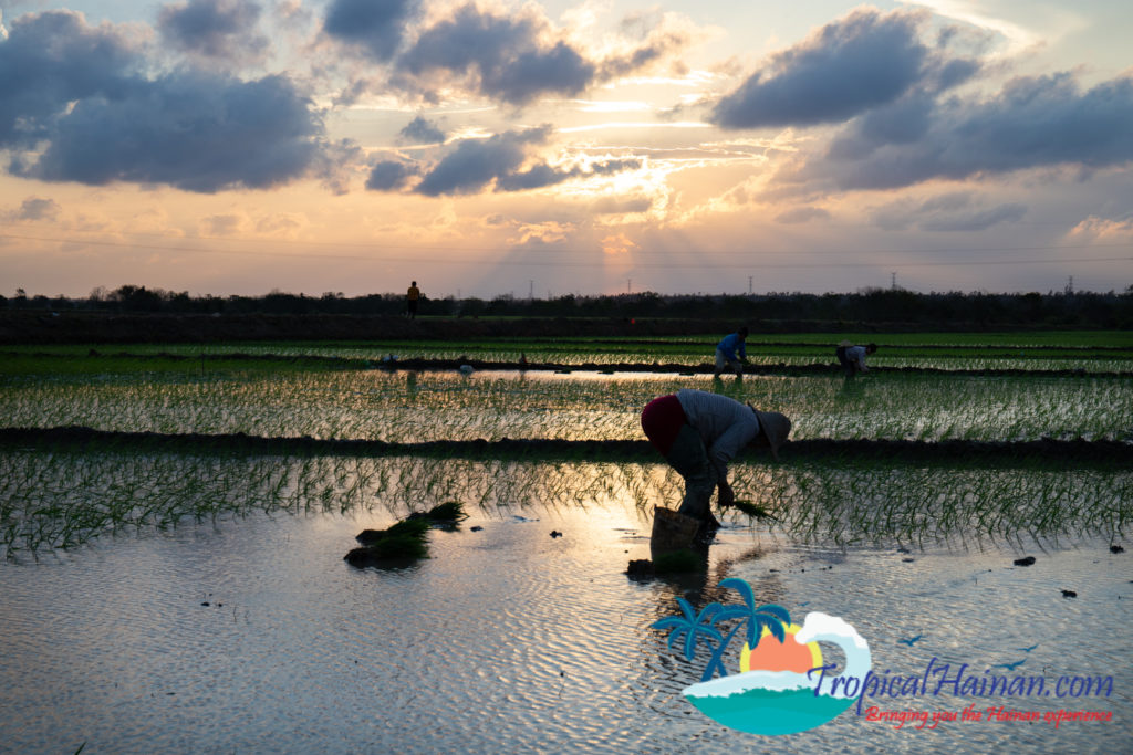 Working in the rice paddy fields Haikou Hainan Island China