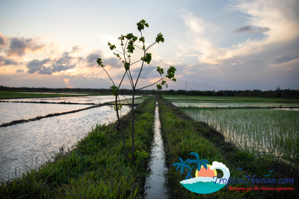 Working in the rice paddy fields Haikou Hainan Island China