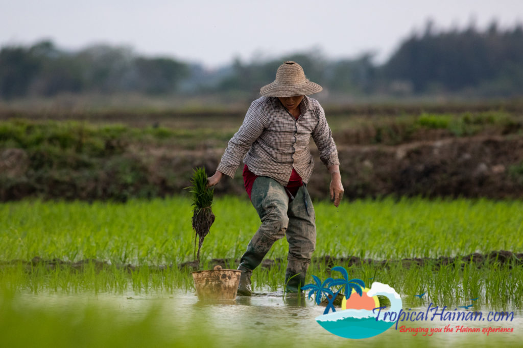 Working in the rice paddy fields Haikou Hainan Island China