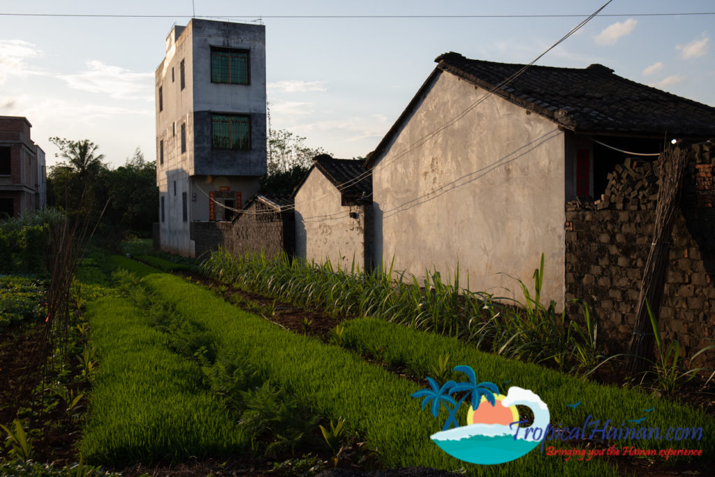 Working in the rice paddy fields Haikou Hainan Island China