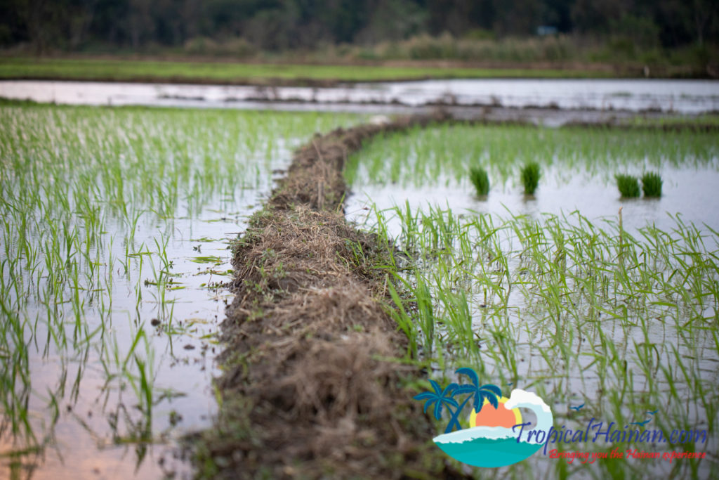 Working in the rice paddy fields Haikou Hainan Island China