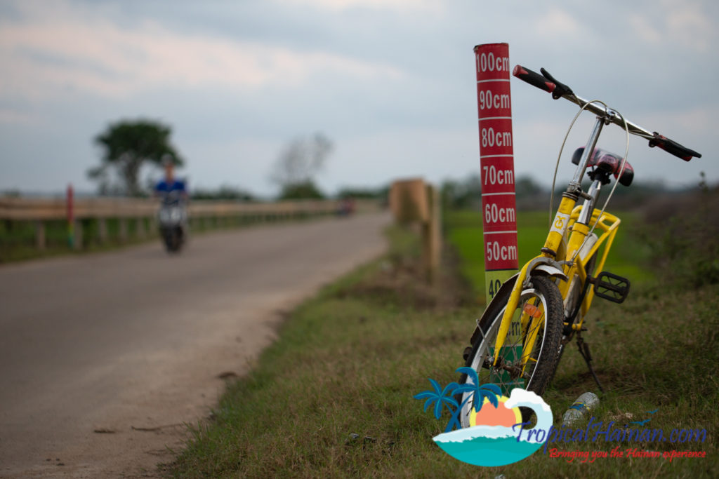 Working in the rice paddy fields Haikou Hainan Island China