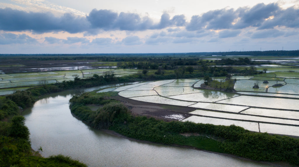 Working in the rice paddy fields Haikou Hainan Island China