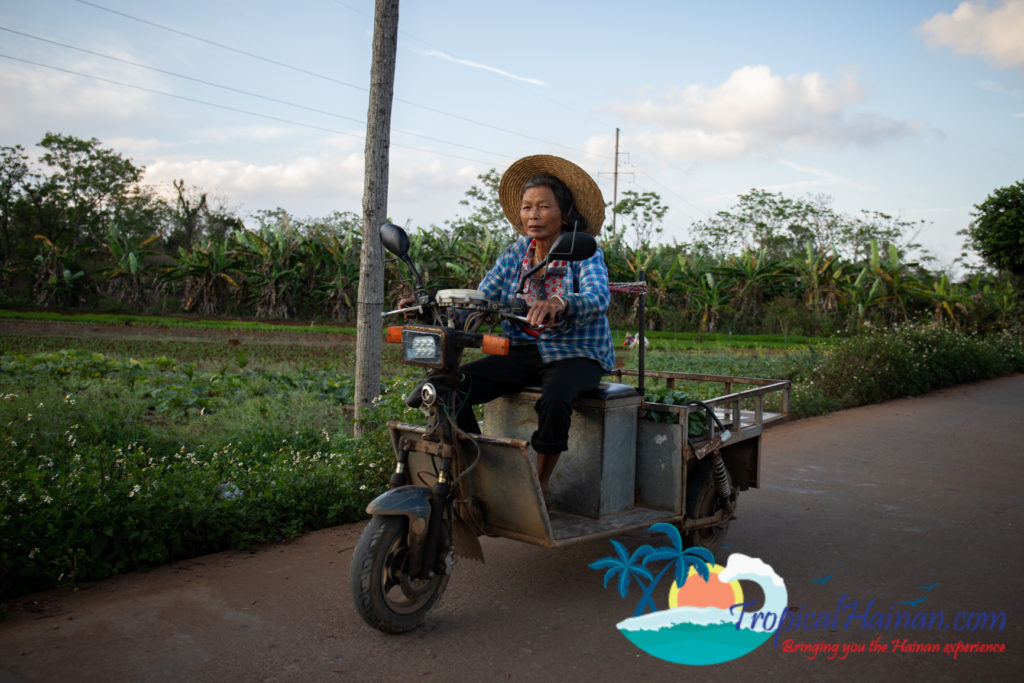 Working in the rice paddy fields Haikou Hainan Island China