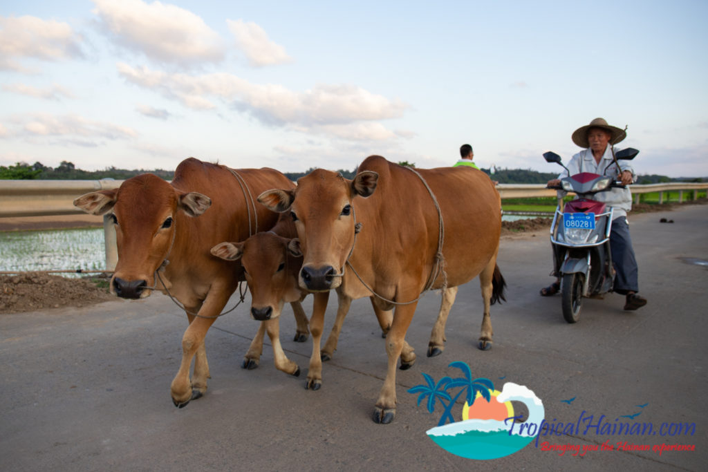 Working in the rice paddy fields Haikou Hainan Island China