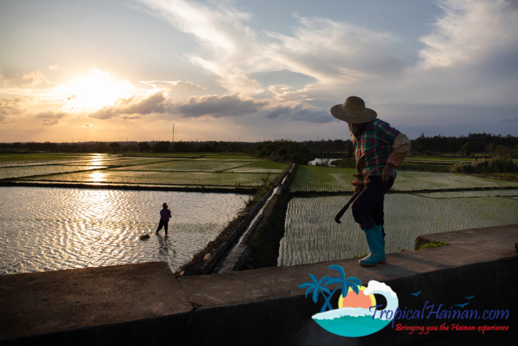 Working in the rice paddy fields Haikou Hainan Island China