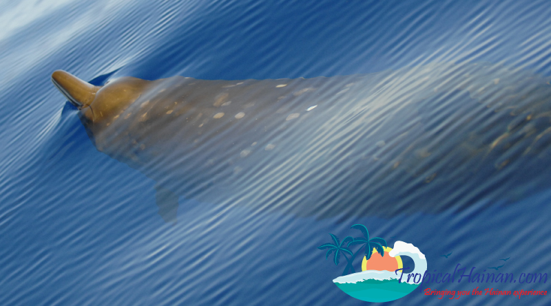 Beaked Whale in South China Sea off Hainan