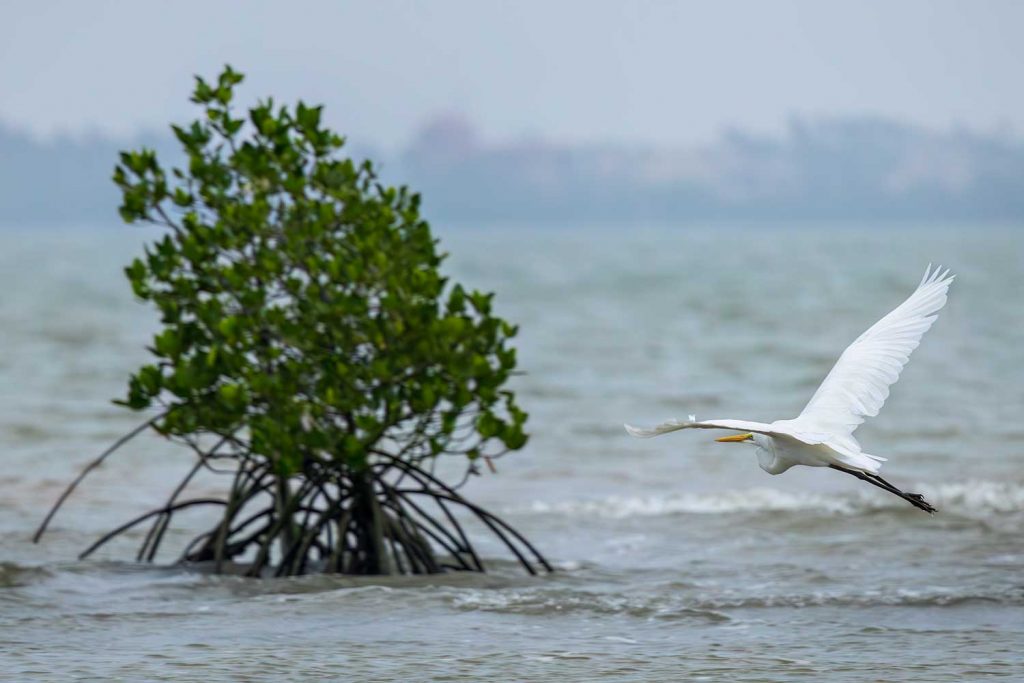 Between Land and Sea: Where Tides and Tradition Meet, The Living Heritage of Bei Gang Island