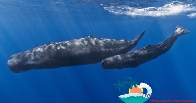 Sperm whales, Striped dolphins and beaked whales discovered in South China Sea Sperm whales, Striped dolphins and beaked whales discovered in South China Sea