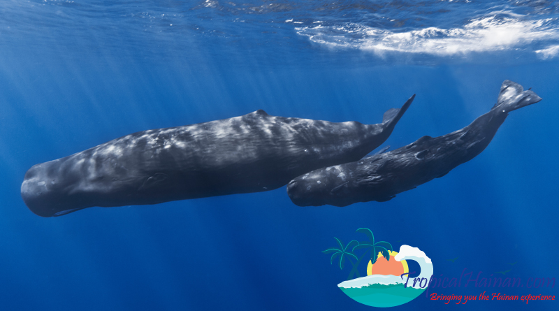 sperm-whale in South China Sea off Hainan