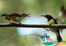 Hainan Island to draft general plan by June to build a national tropical rain forest park Hainan Island to draft general plan by June to build a national tropical rain forest park