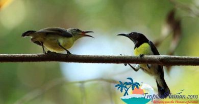 Hainan Island to draft general plan by June to build a national tropical rain forest park Hainan Island to draft general plan by June to build a national tropical rain forest park