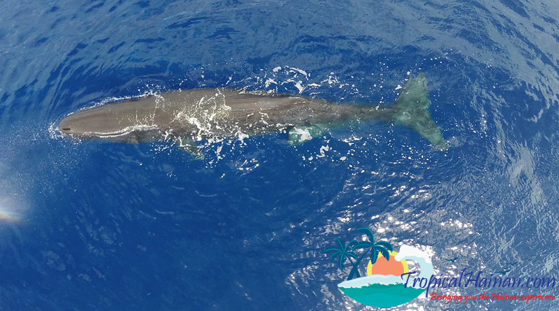 sperm-whale in South China Sea off Hainan