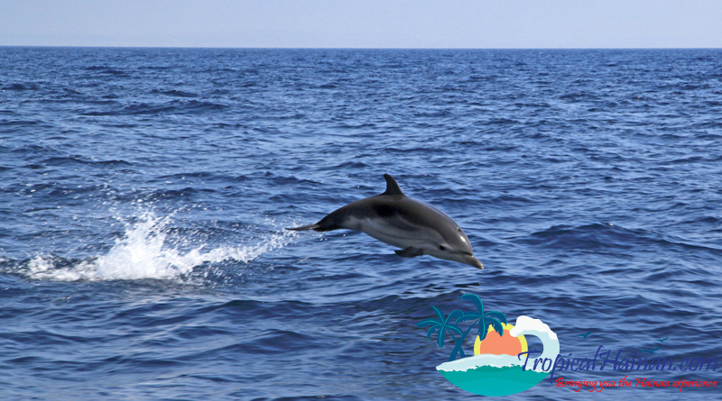 striped dolphin in South China Sea off Hainan