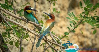 Blue-tailed bee-eaters in Haikou Blue-tailed bee-eaters in Haikou