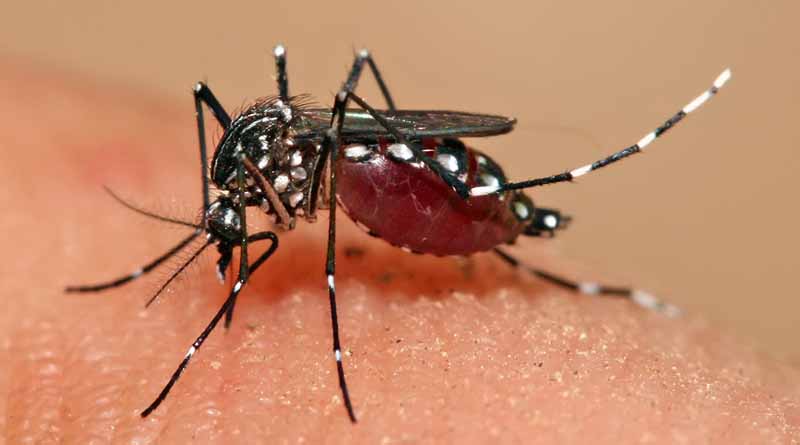 Aedes mosquito