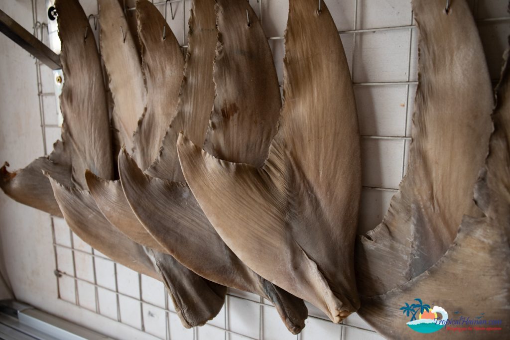 shark fin hanging in a store wenchang hainan island