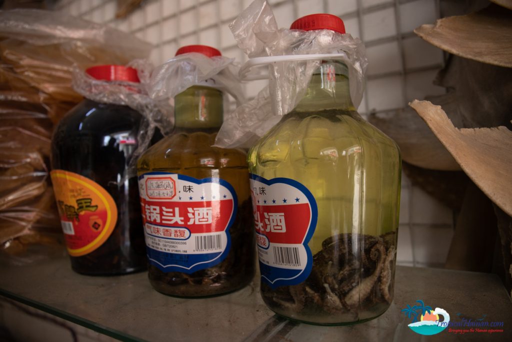 seahorses in baijiu wenchang hainan island