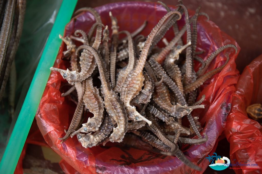 photo of dried seahorses 