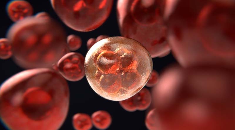 Biomedical Sciences. Biomedical science focuses on how cells, organs and systems function in the human body; an exciting and dynamic area that is highly relevant to the understanding and treatment of human diseases.