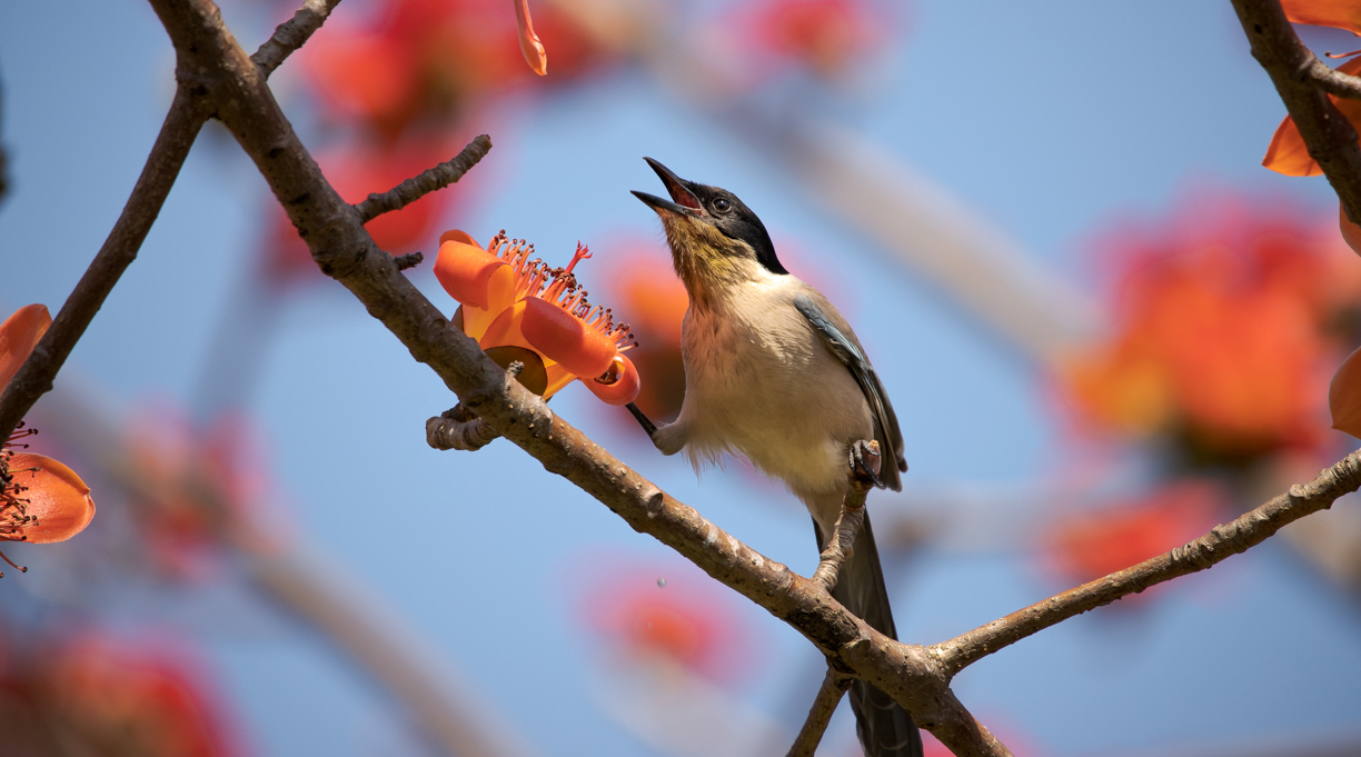 Azure-winged magpie