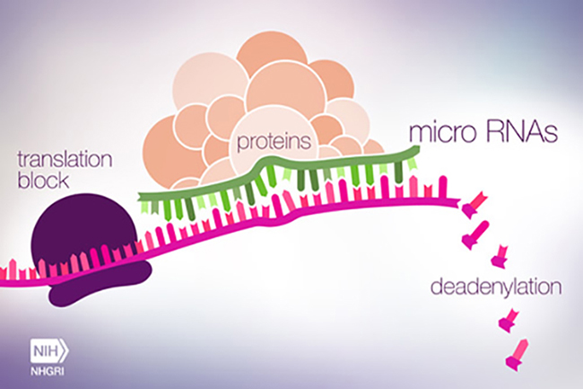 MicroRNA