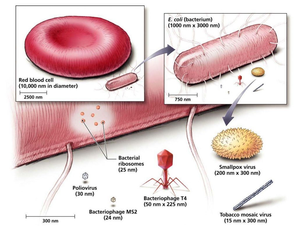 Size of some viruses compared to E.coli