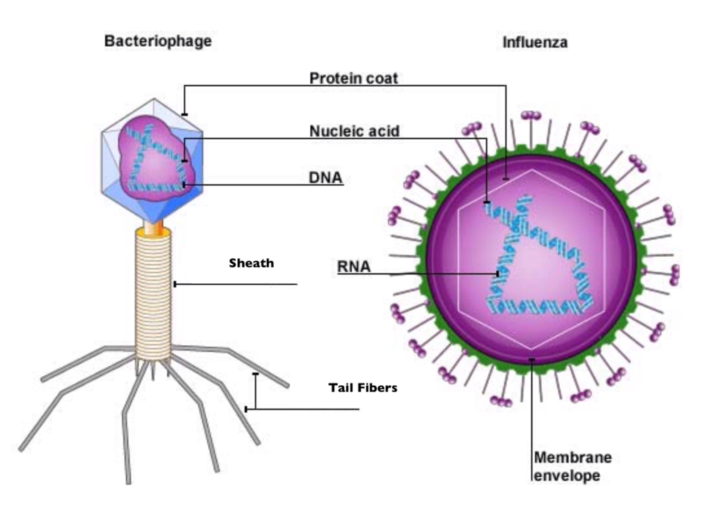 Basic components of a simple virus