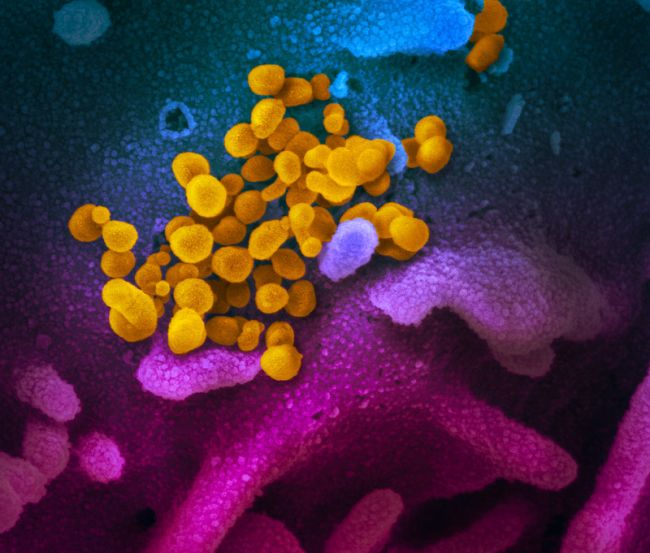 Super close up images of the new coronavirus 2