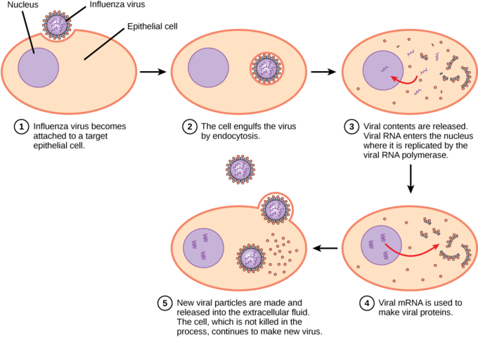 The virus hijacks the cell's machinery to replicate