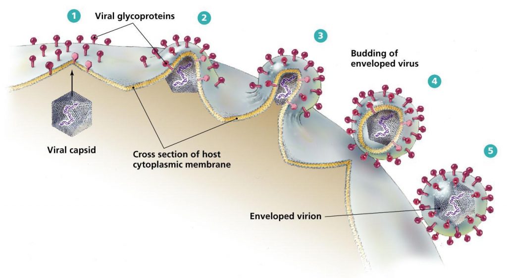 New virions released by budding 