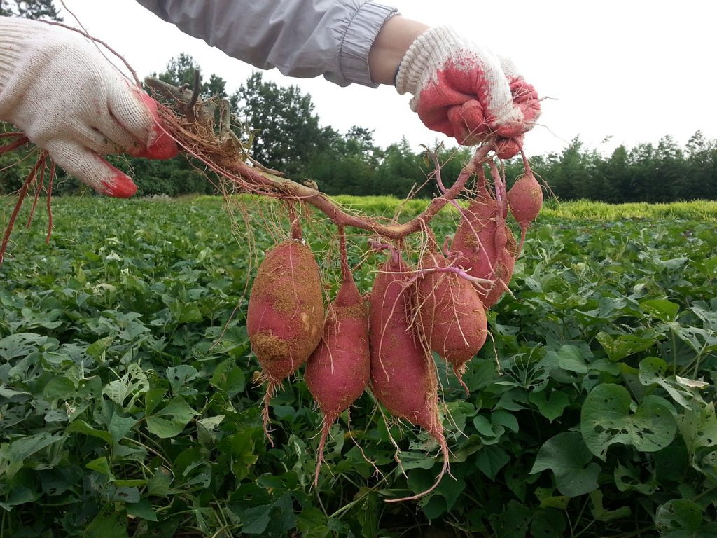 The humble Hainan sweet potato