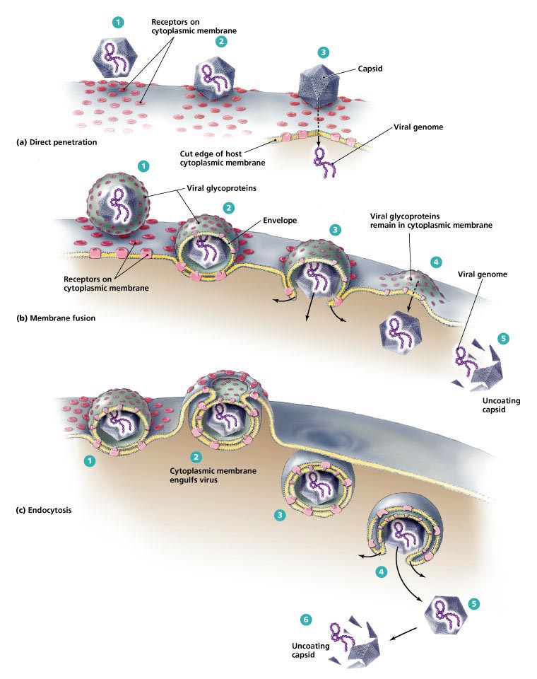 Different modes of entry into the cell