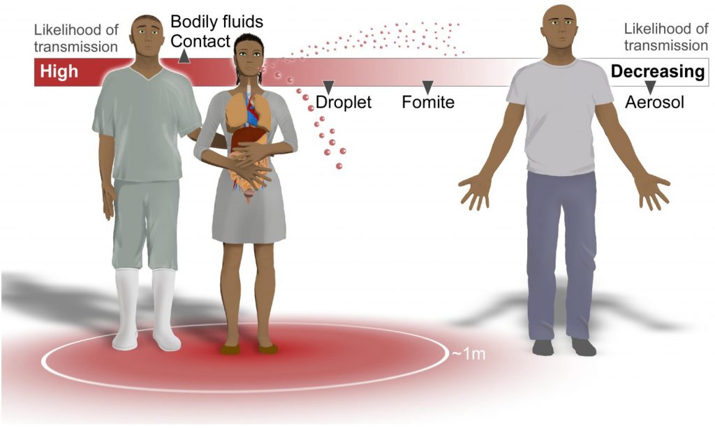 virus transmission