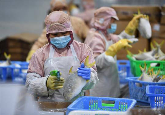 Employees of a seafood export company work at a processing line in Haikou, South China's Hainan province on Feb 18 2020
