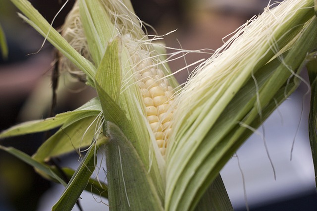 Production season of sweet corn is about to begin in Hainan Island