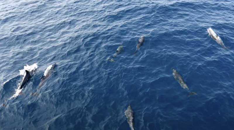 Sanya coastguard encounters 100's of dolphins off Sanya Bay