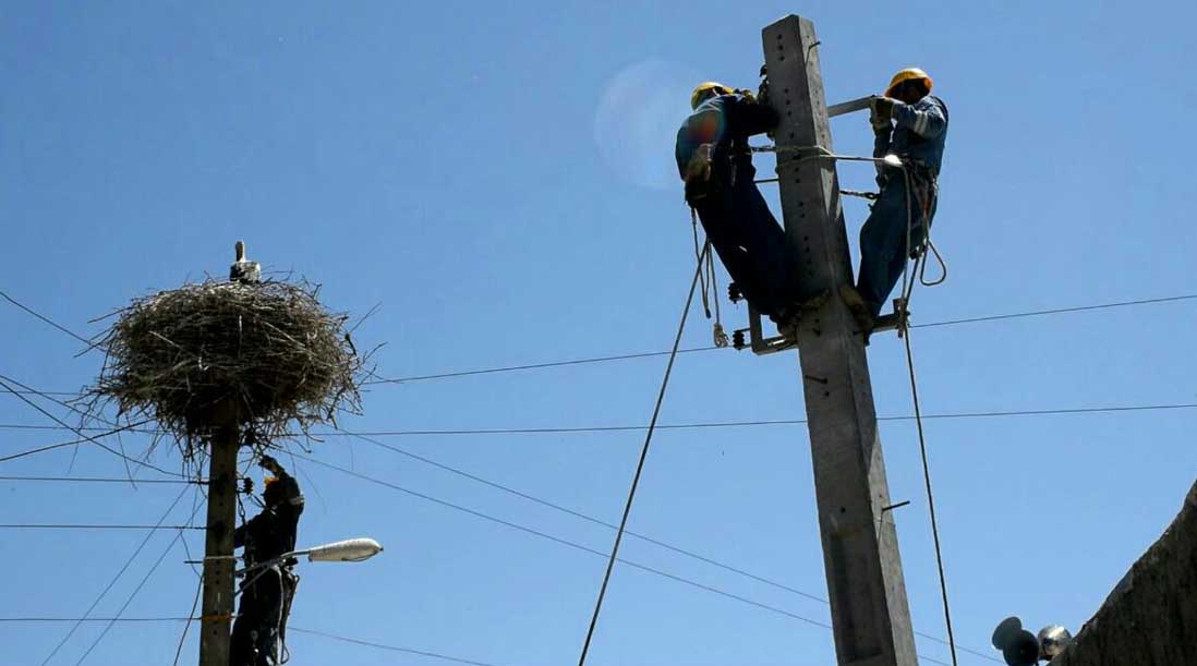 Nests in power lines 4