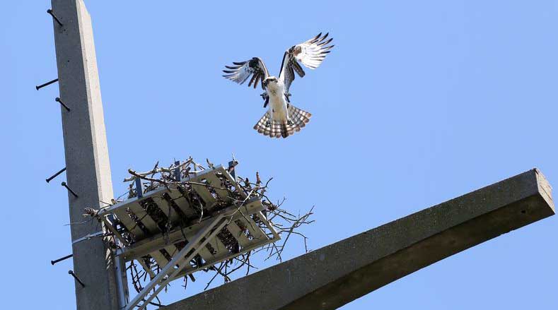 Nests in power lines 5