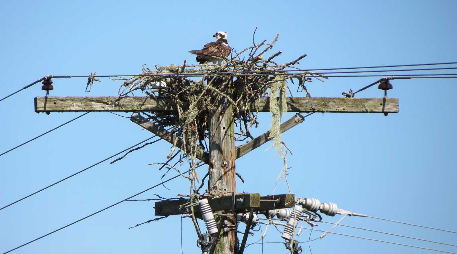 Workers from the Hainan Power Grid install artificial nests on power