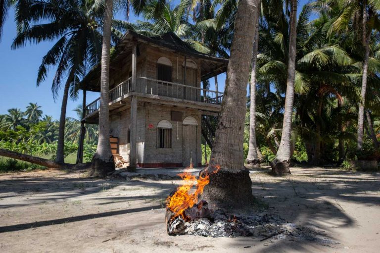 Ten seriously interesting facts about coconut trees