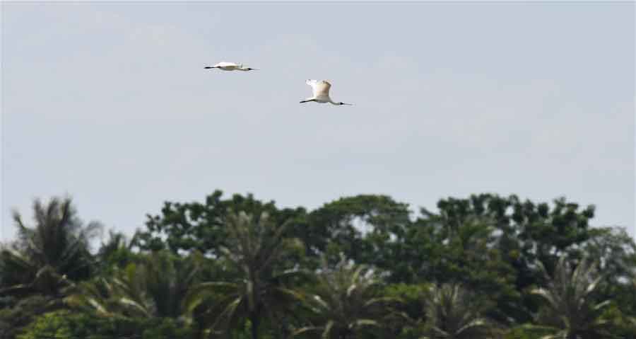 Endangered Black-faced spoonbills spotted in Haikou