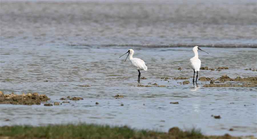 Endangered Black-faced spoonbills spotted in Haikou