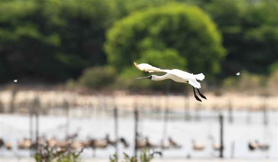 Endangered Black-faced spoonbills spotted in Haikou