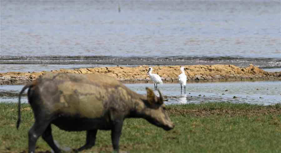 Endangered Black-faced spoonbills spotted in Haikou