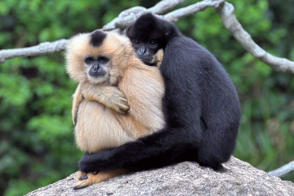 Hainan launches center for the study and protection of gibbons in Haikou
