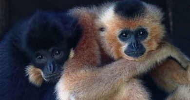 Hainan launches center for the study and protection of gibbons in Haikou Hainan launches center for studying gibbons in Haikou