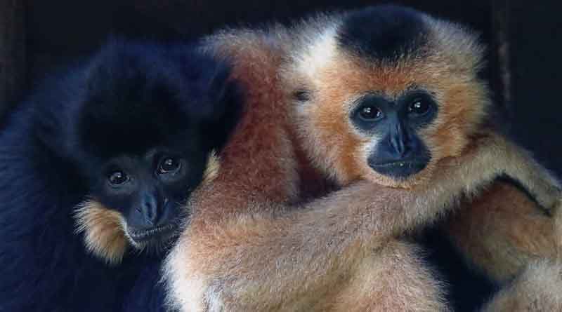 Hainan launches center for studying gibbons in Haikou