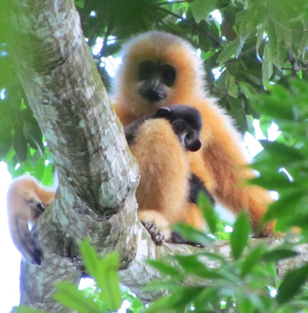 Hainan launches center for studying gibbons in Haikou