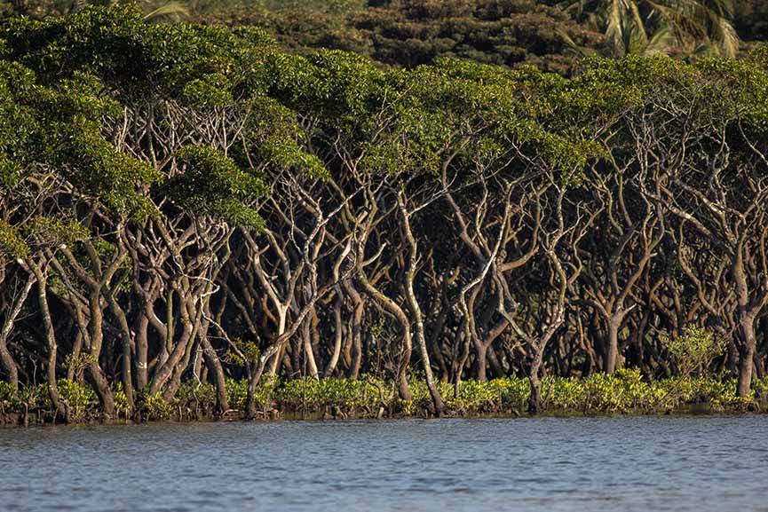 Tropical Hainan Island to restore 30% of degraded ecosystems by 2030